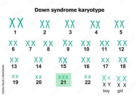 Image result for Example Exponential Function in Mathmatics