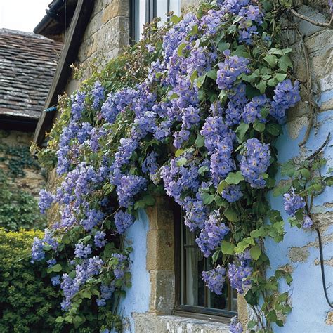 Free Flowering vine facade Photo - Hydrangeas, Purple, Flowers ...