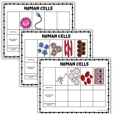Worksheets Human Cell Structure 的图像结果