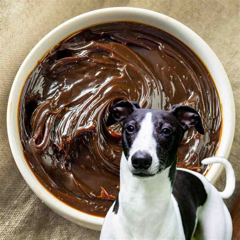 Can Dogs Eat Marmite? What You Need To Know