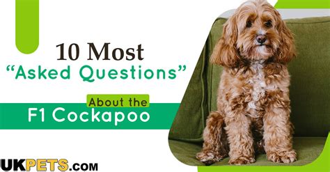 Image result for F1 Cockapoo