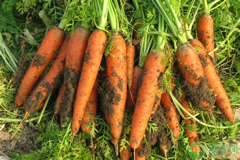 胡萝卜种植：如何种植胡萝卜，土壤准备，播种方法，操作简单，一看就会！