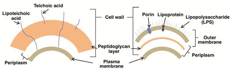 Revisiting Current Photoactive Materials for Antimicrobial Photodynamic ...