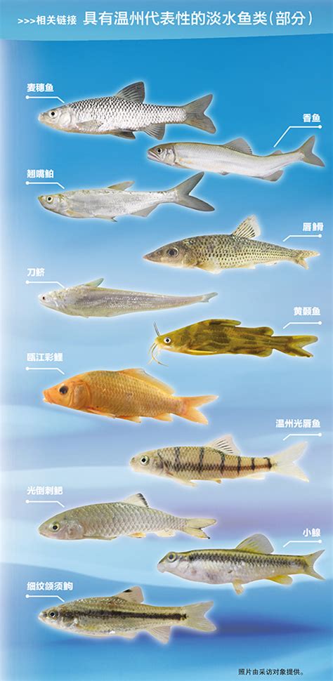 淡水鱼种类大全图片 - 鱼类图片和名称 - 实验室设备网