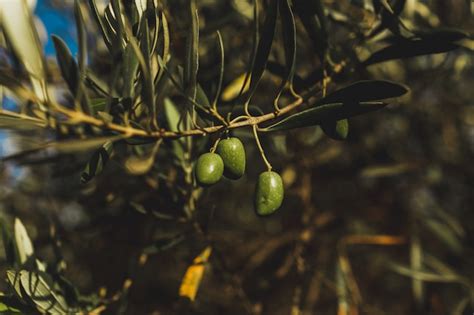 Olive hanging in the tree | Premium Photo