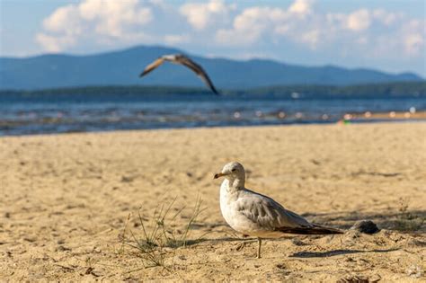 New Durham, NH City Guide | About Living in New Durham - Homes.com