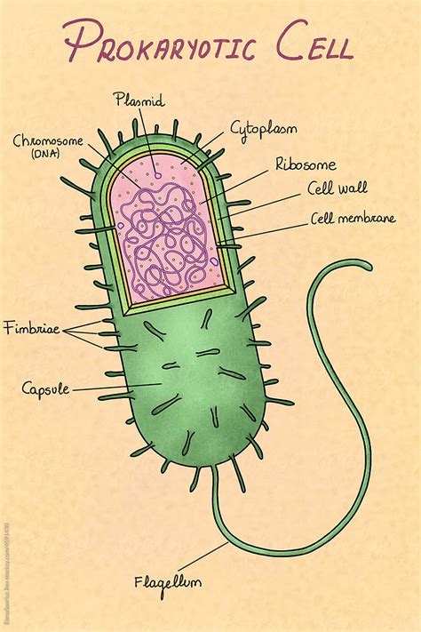 Prokaryotic Cell Structure 的图像结果