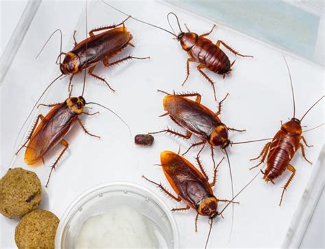 Image result for Cockroach Spray