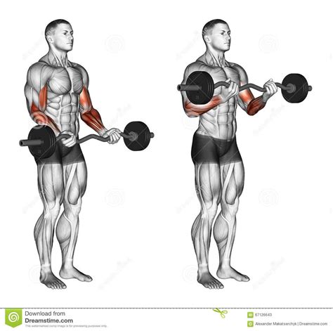 EZ Bar Reverse Curl (Biceps, Brachialis, And Brachioradialis) Exercise ...