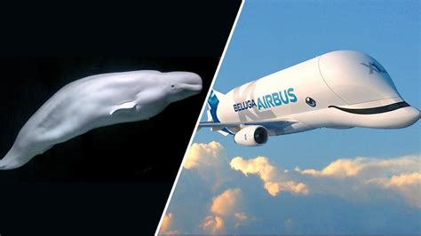This Airbus plane looks like Beluga whale; get more details here ...
