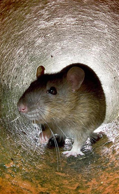 Crown Heights riots: 9 minutes that sparked unrest in Brooklyn 30 years ...