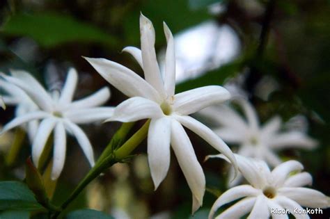 Kraft Seeds Jasmine Plant (Royal Jasmine) Jasminum Grandiflorum Climber ...