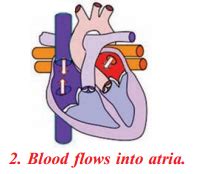 ts scert 10th class Biology Lesson 3 Circulation