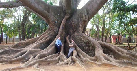 Image result for Sungkai Tree West Java