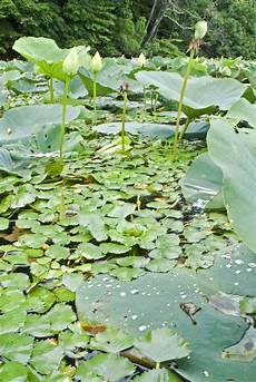 plante d eau ch 226 taigne d eau planter et cultiver ooreka plante d eau ch 226 taigne d eau planter et cultiver ooreka