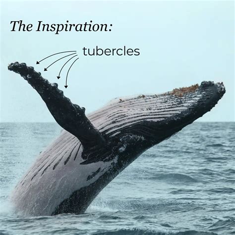 Image result for Biomimetics Examples