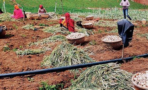 புத்துயிர் பெறுவார்களா நீலகிரி பூண்டு விவசாயிகள்? - இடைத்தரகர்களிடம் ...
