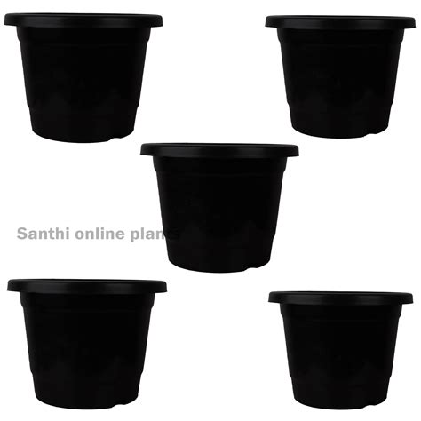 Products – Santhi Online Plants