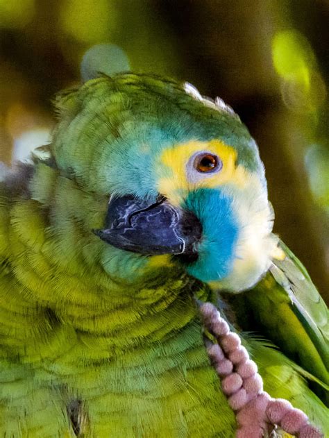 Blue-fronted Amazon Parrot 25924831 Stock Photo at Vecteezy