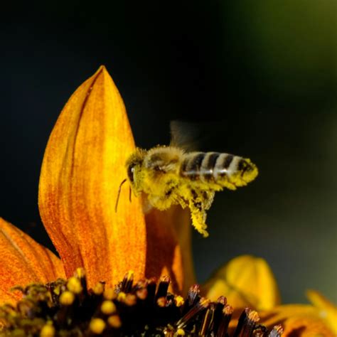 The Honeybee Thesis – Delhi Poetry Slam