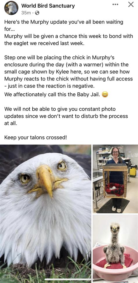 Angry Bald Eagle Memes
