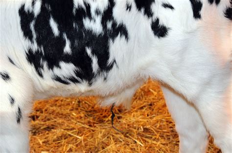 How to prevent navel infections in newborn calves