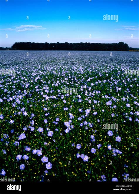 Image result for Linseed Field