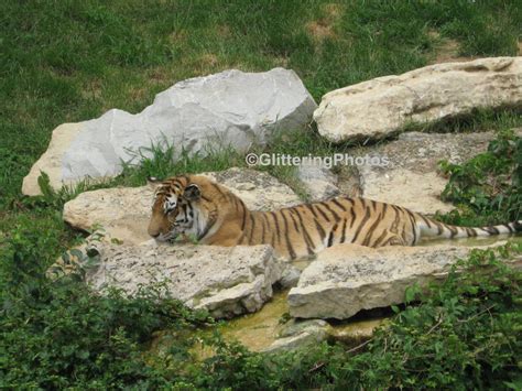 South Korean National Animal