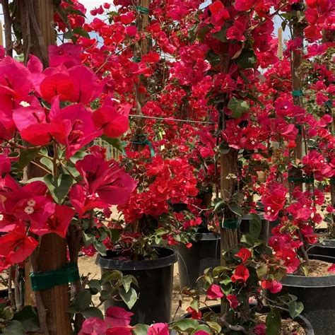 Red Colour Bougainvillea Kagoj Ful Shrubs Flower Plant (1-2 Feet Heigh ...