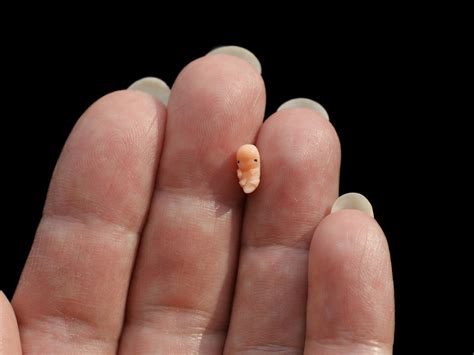 Embryo 5-6 weeks 5 weeks pregnant bereavement fetus | Etsy