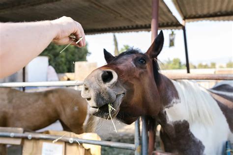 Do Horses Eat Meat? Are Horses Omnivores in the Wild - All About Horses