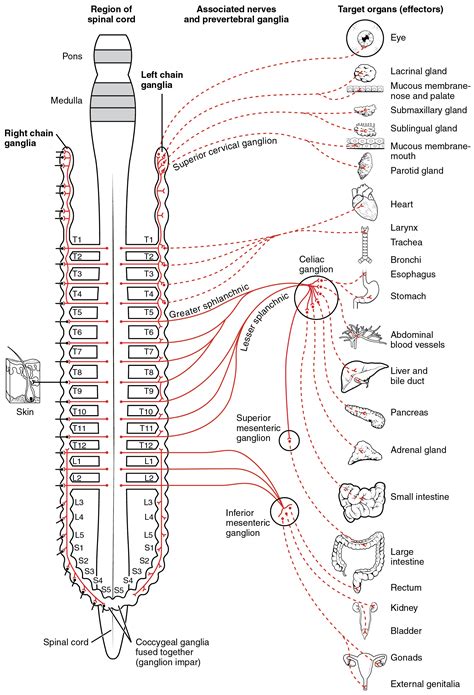 This diagram shows the spinal cord, and the connections from the spinal ...