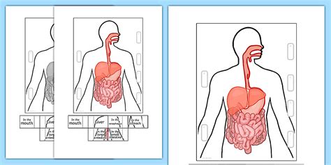 Digestive System Diagram for Kids - Interactive Visual Aid