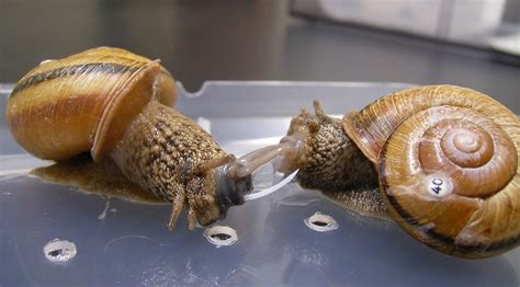 Love Hurts: What Happens When Snails Stab Their Mates | National Geographic