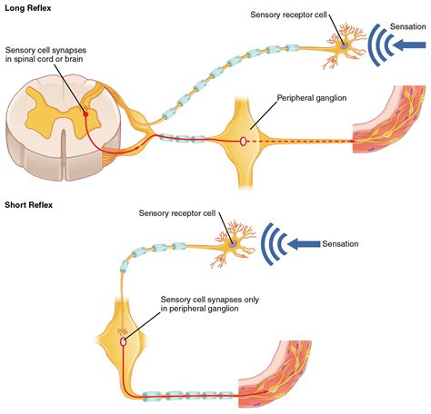 15.2 Autonomic Reflexes and Homeostasis – Douglas College Human Anatomy ...