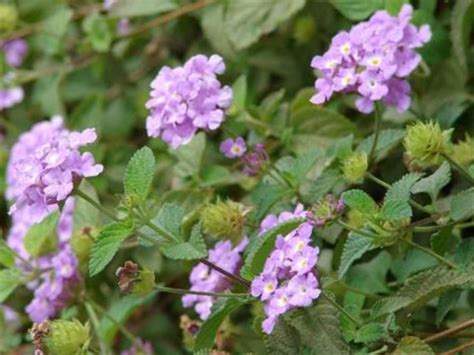 Lantana montevidensis | Lantana, Purple lantana, Lantana plant