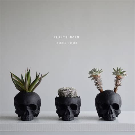 plants born （small human）black | echidna