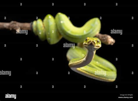Image result for Black Green Tree Python
