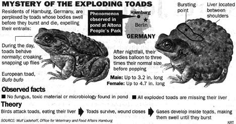Exploding Toads Video 的图像结果