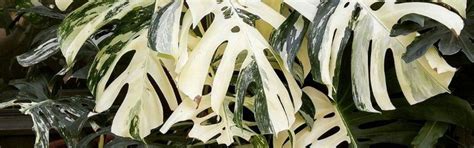 Agropack - Variegated Plants For Sale