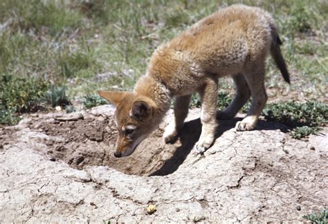 Do Coyotes Eat Small Dogs