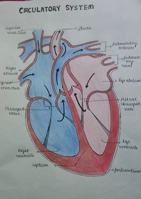 Image result for Circulatory System Easy Drawing