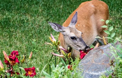 Do Deer Eat Pansies? Keeping Your Flowers Safe from Hungry Deer