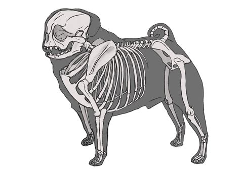 The A to Z of Pugs - Pug Skeleton