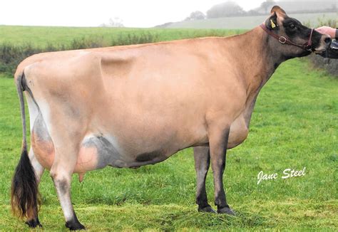 Sowden Jerseys | Jersey Cattle Society of the UK