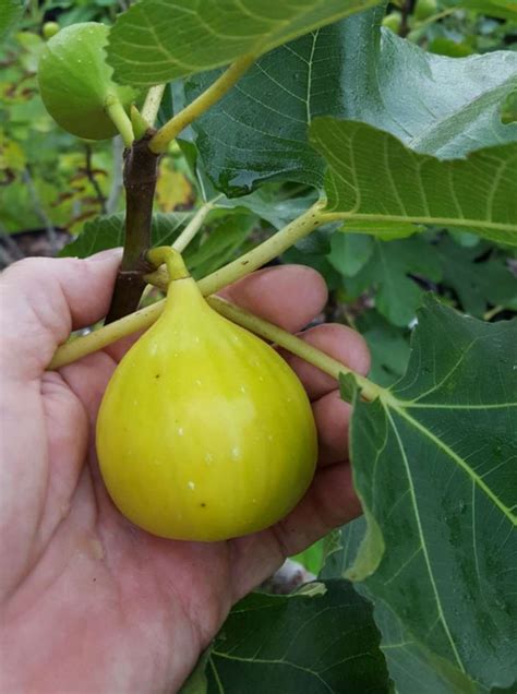 Fig Tree Types 的图像结果