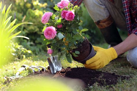 Follow These 4 Easy Steps To Effortlessly Transplant Your Roses And ...