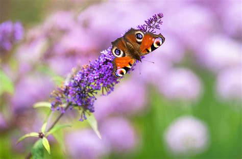 Purple Butterfly Pictures On Flowers