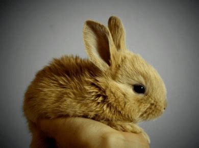 缺金的兔男孩怎么取名字(如何给你的宠物兔子起一个独特的名字)