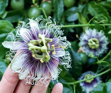 Passion Fruit Plant